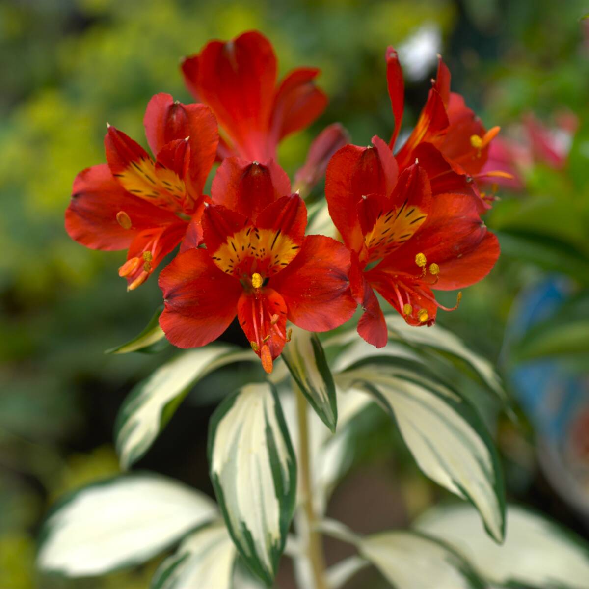 【鮮明/中斑入り】 アルストロメリア ロックンロール 宿根草 山野草拍卖