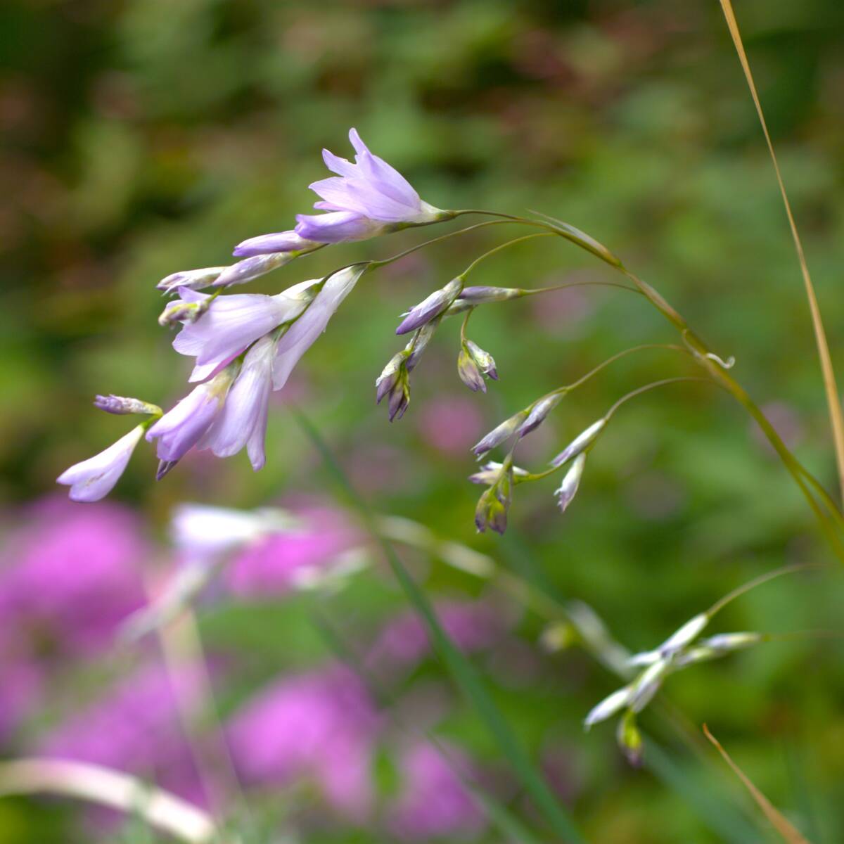 【レア】 ディエラマ フロリフェルム 宿根草 山野草拍卖
