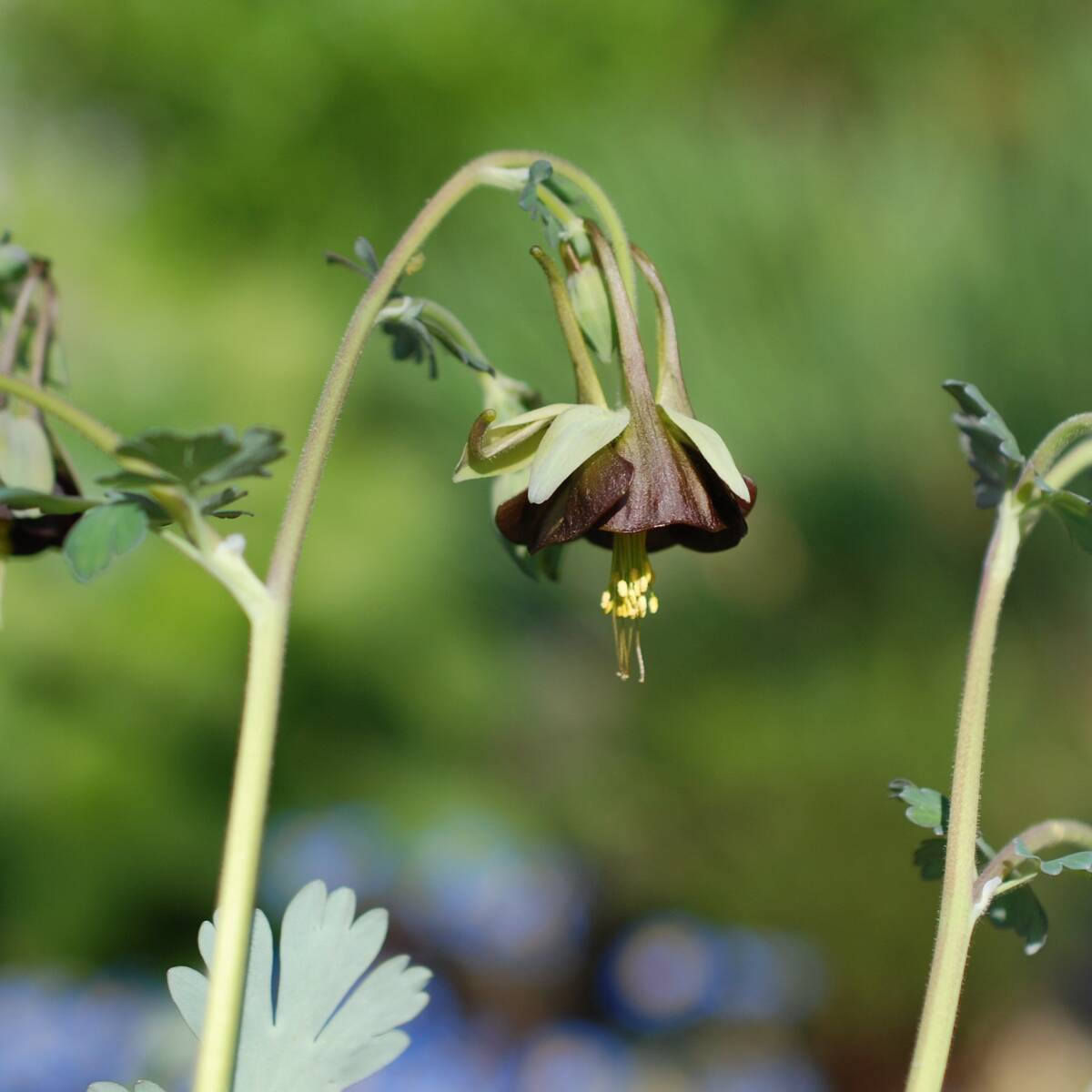 【個性的】 アキレギア チョコレートソルジャー 宿根草 山野草拍卖