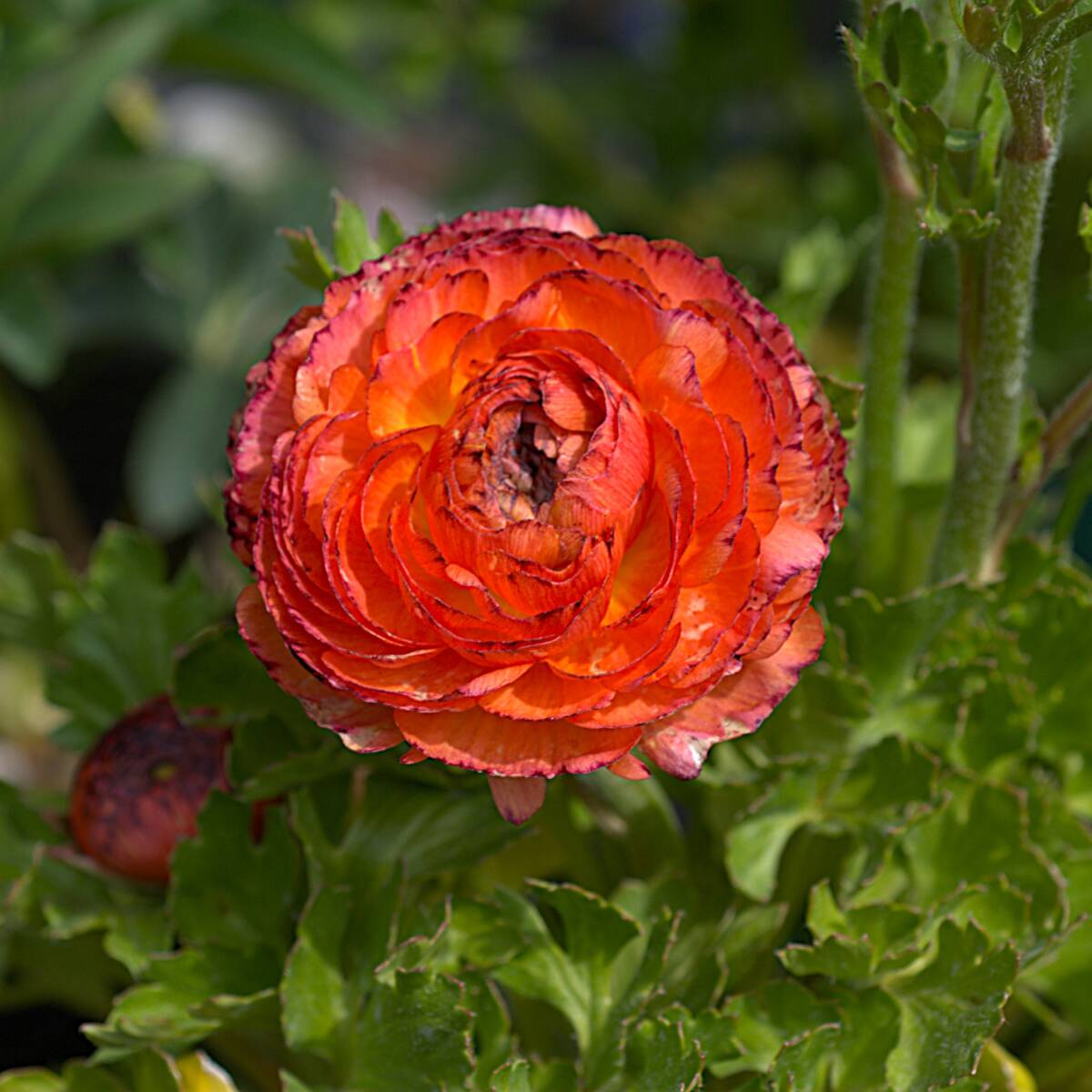 【安心/芽出し苗】 ラナンキュラス コリンシア 宿根草 山野草拍卖