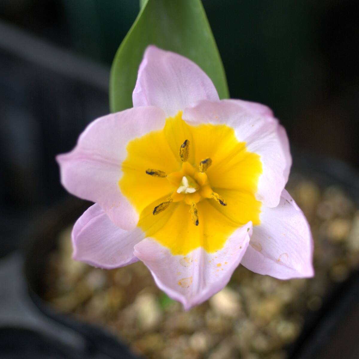 【原種系】 チューリップ ライラックワンダー 10球 球根 宿根草 山野草拍卖