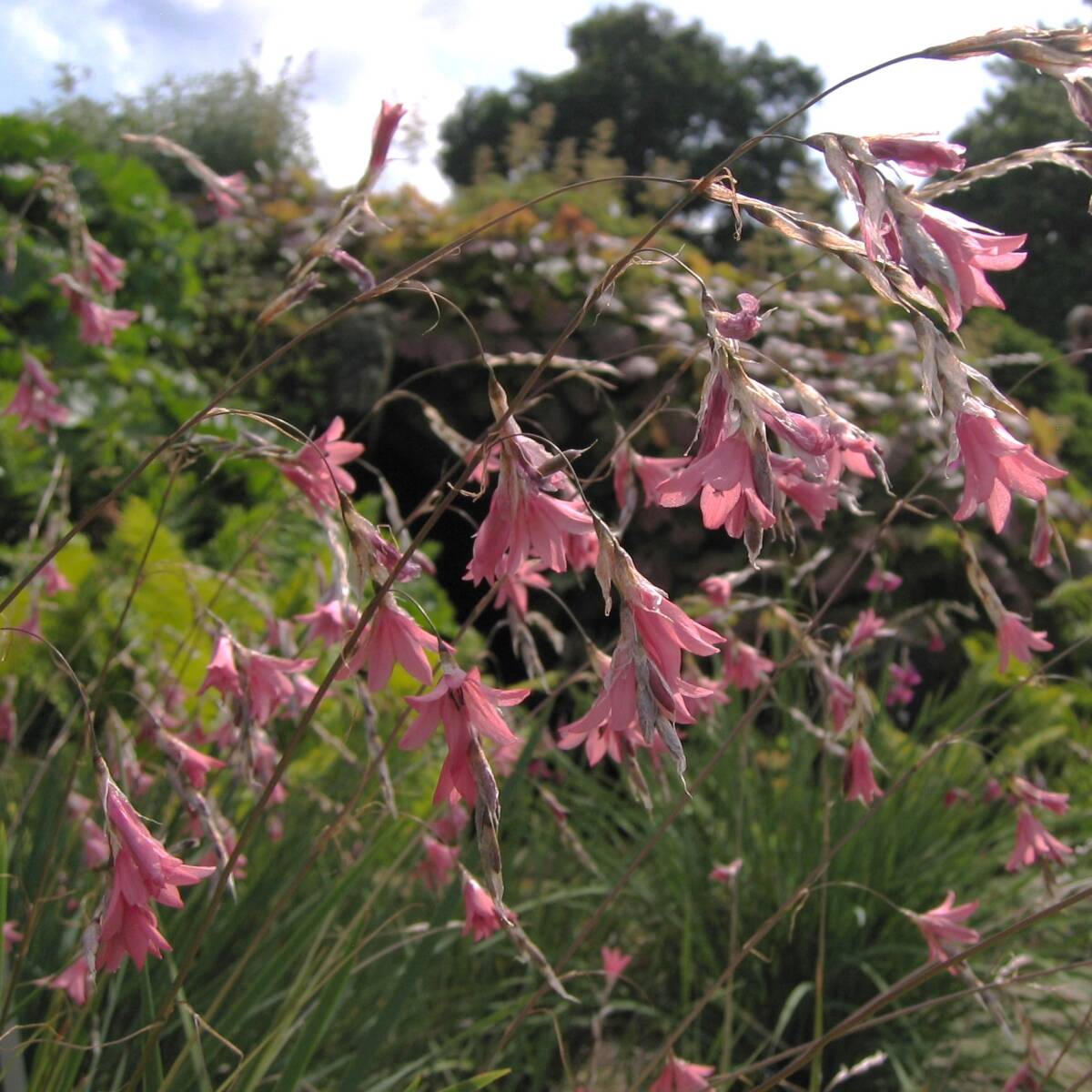 【レア】 ディエラマ イグネウム 宿根草 山野草拍卖