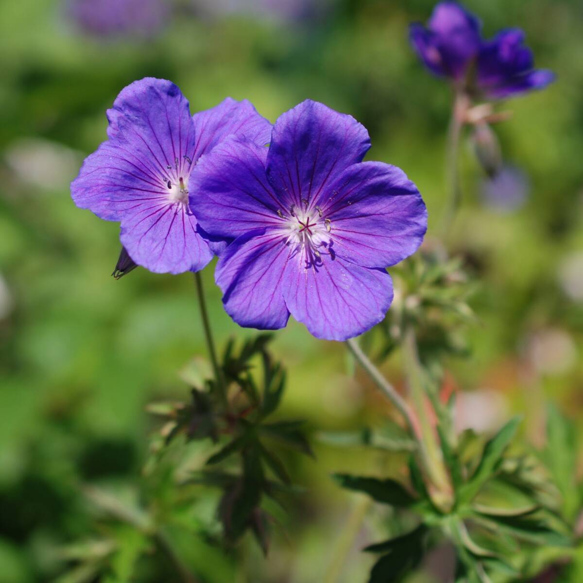 【大輪/コンパクト】 ゲラニウム オリオン 宿根草 山野草拍卖