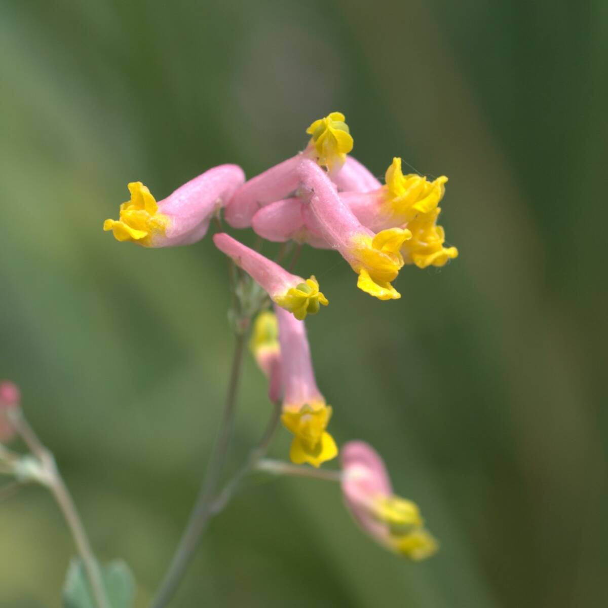 【バイカラー】 コリダリス センペルビレンス 宿根草 山野草拍卖