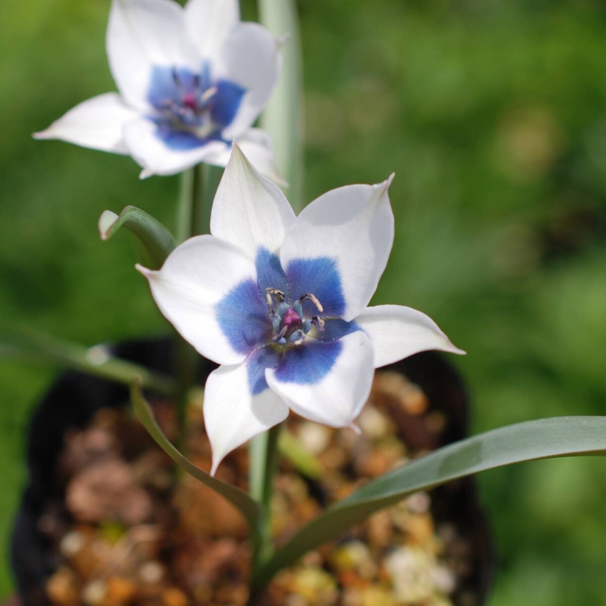 【原種系】 チューリップ アルバコエルレアオクラータ 3球 球根 宿根草 山野草拍卖