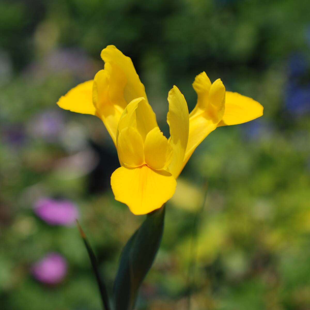 ダッチアイリス ゴールデンハーベスト 10球 球根 宿根草 山野草 拍卖