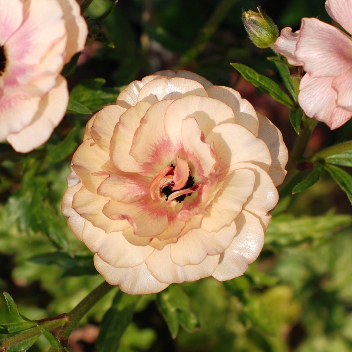 【安心芽出し苗】 ラナンキュラス ラックス ヘスティア 宿根草 山野草拍卖