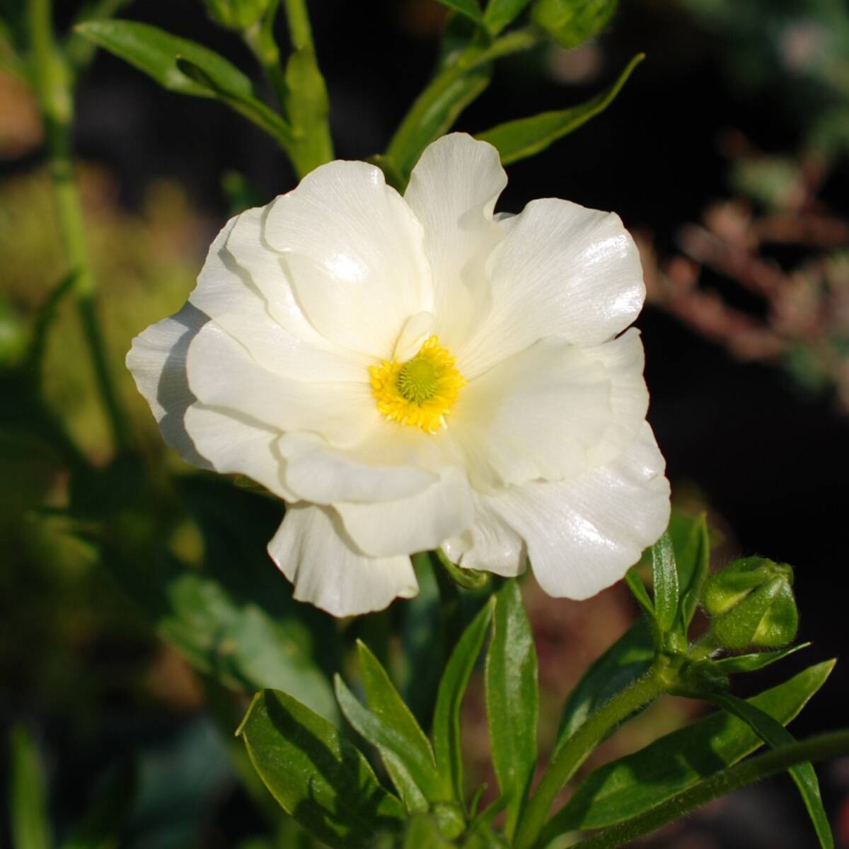 【安心芽出し苗】 ラナンキュラス ラックス グレーシス 宿根草 山野草拍卖