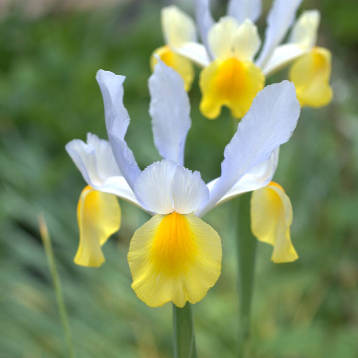 ダッチアイリス モンテシート 10球 球根 宿根草 山野草拍卖