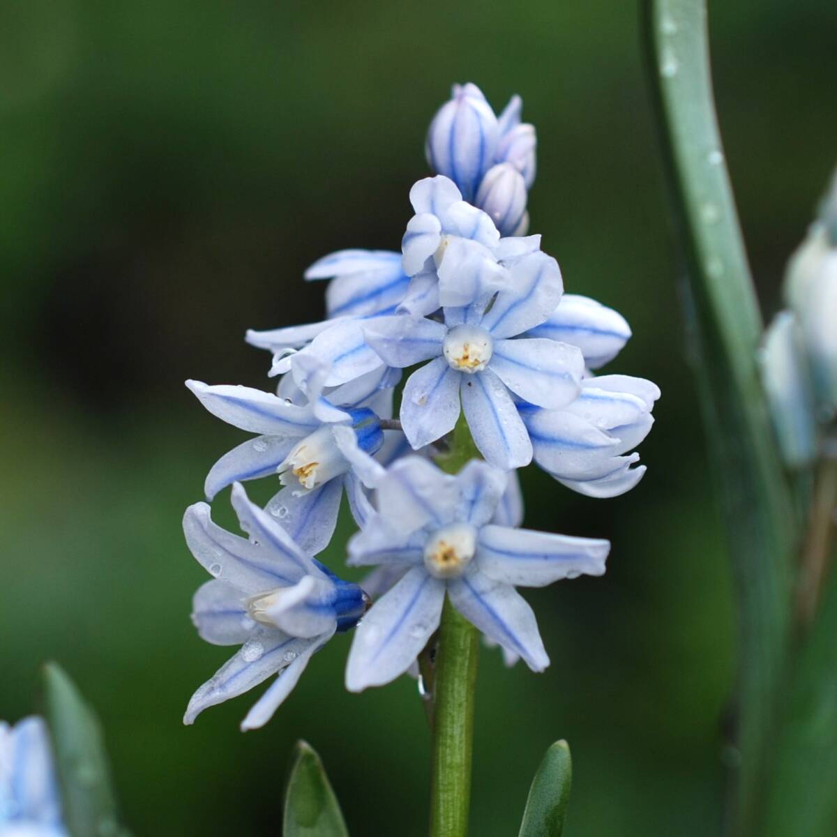プシキニア リバノチカ 15球 球根 宿根草 山野草拍卖