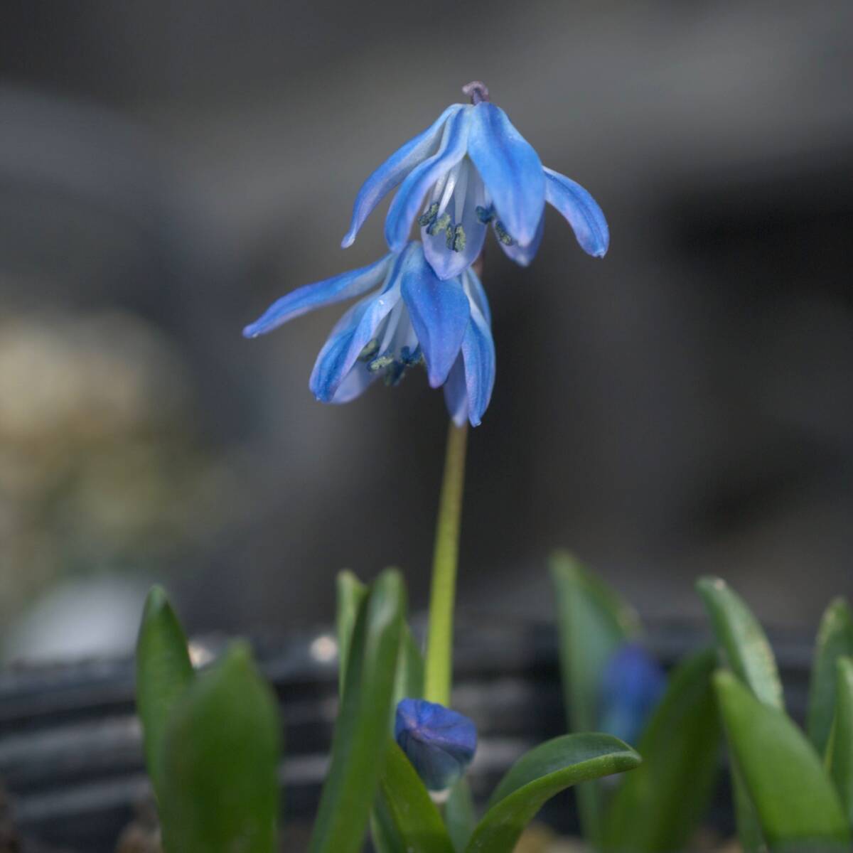 シラー シビリカ 10球 球根 宿根草 山野草拍卖