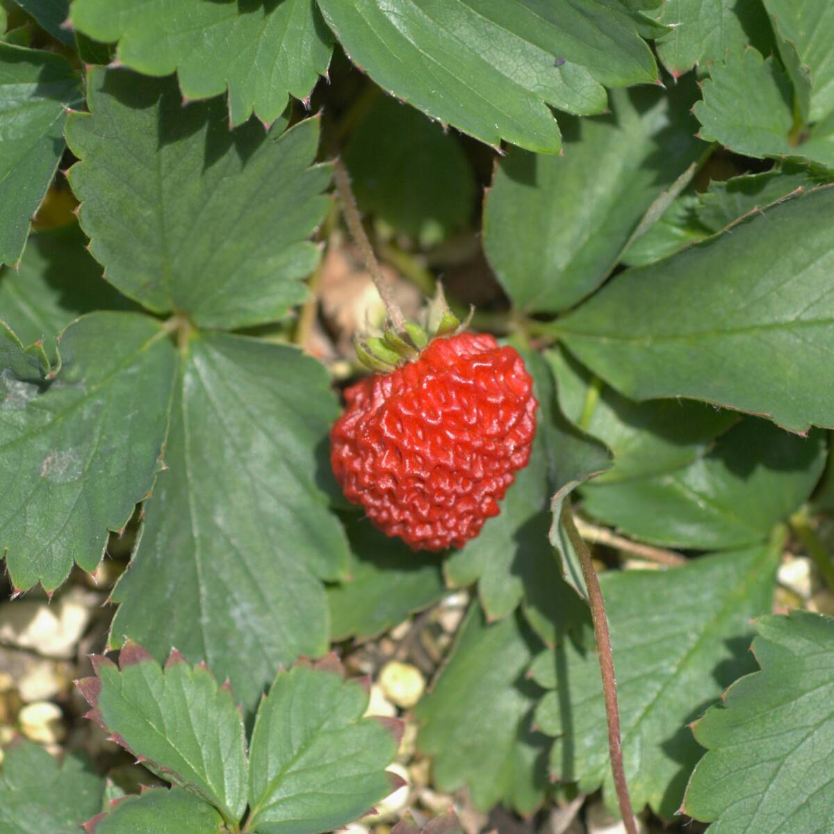 【甘酸っぱい】 ノウゴウイチゴ 能郷苺 ハーブ 宿根草 山野草拍卖