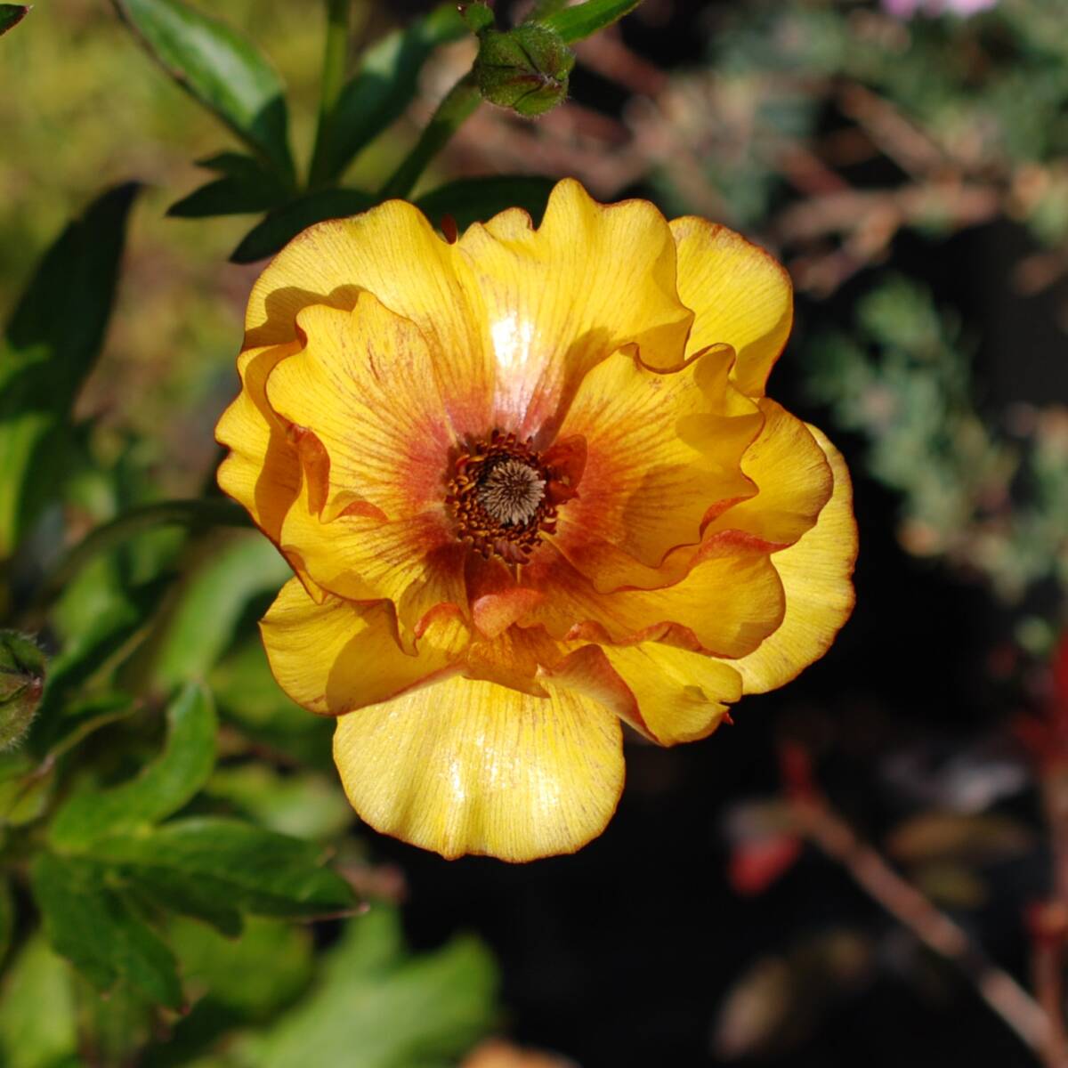 【安心芽出し苗】 ラナンキュラス ラックス サティロス 宿根草 山野草拍卖