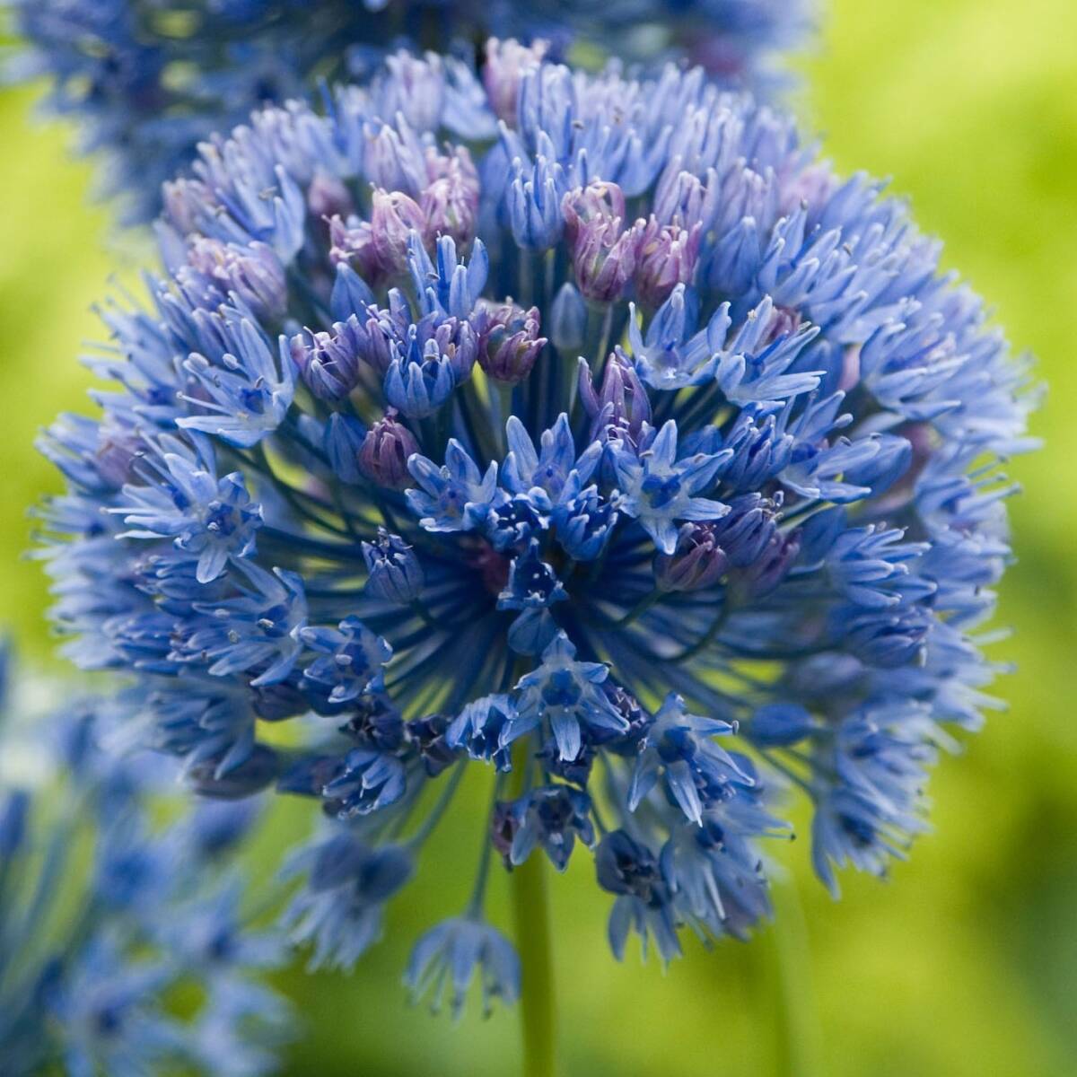 アリウム カエルレウム 10球 球根 宿根草 山野草拍卖