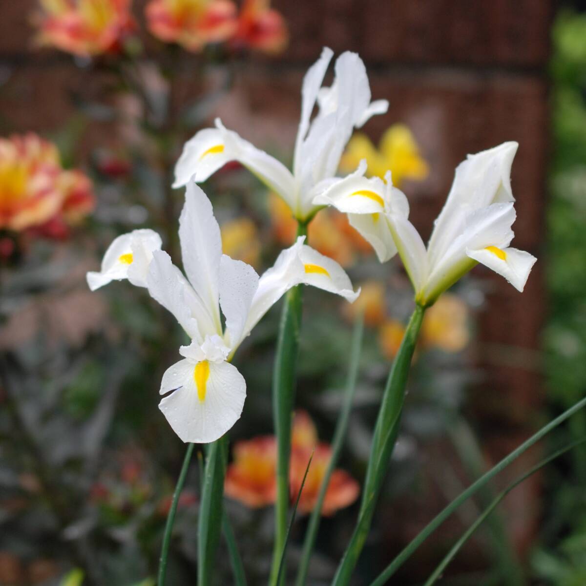ダッチアイリス ホワイトヴァンフリート 10球 球根 宿根草 山野草拍卖