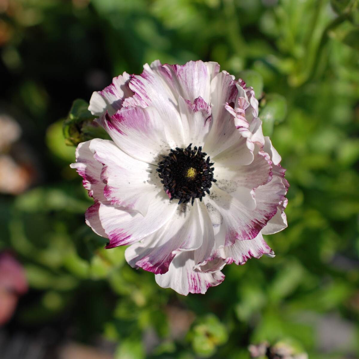 【安心芽出し苗】 ラナンキュラス イカロスパープル 宿根草 山野草拍卖