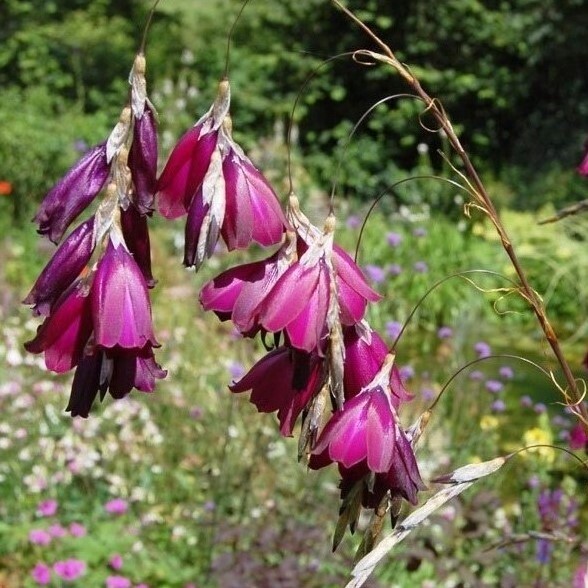 【レア】 ディエラマ プルケリムム ダークセリーズ 宿根草 山野草拍卖