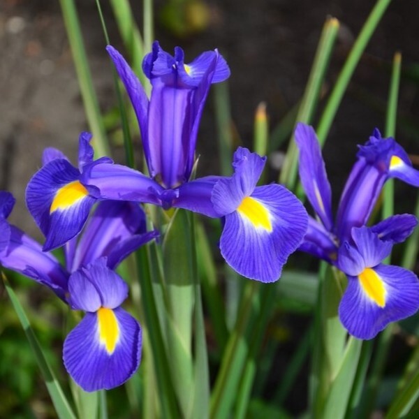 ダッチアイリス ブルーマジック 10球 球根 宿根草 山野草拍卖