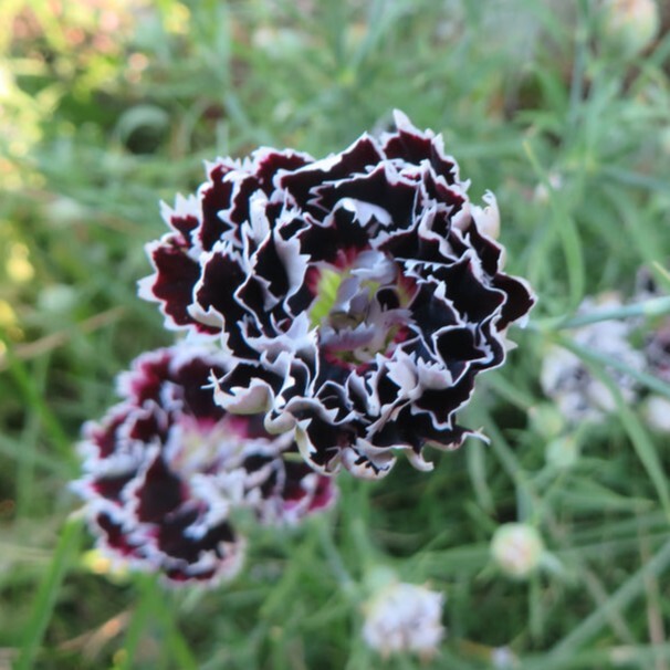 ダイアンサス ブラックアンドホワイト 宿根草 山野草拍卖