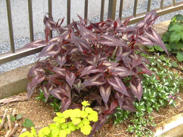 【レッドリーフ】 ペルシカリア レッドドラゴン 宿根草 山野草拍卖