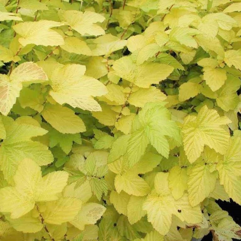 【ゴールドリーフ】 フィリペンデュラ ウルマリア オーレア 宿根草 山野草拍卖