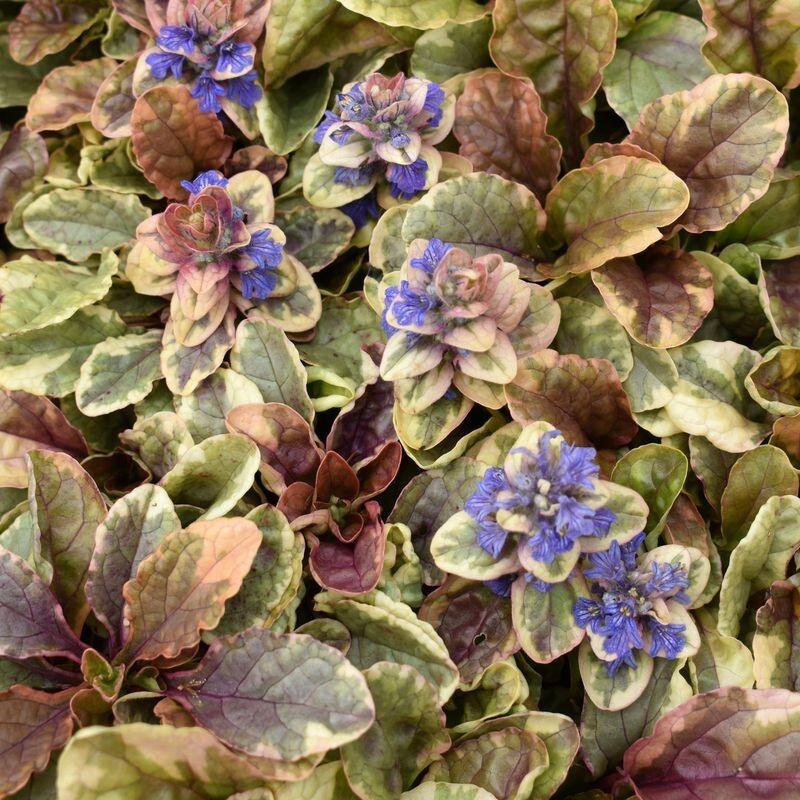 【トリカラー】 アジュガ レプタンス ゴールデングロー 宿根草 山野草拍卖