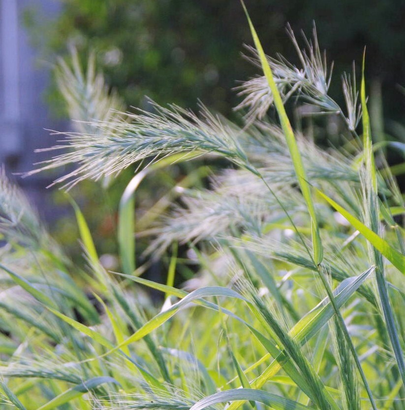 【ブルーリーフ/オーナメンタルグラス】 エリムス アイシーブルー 宿根草 山野草拍卖