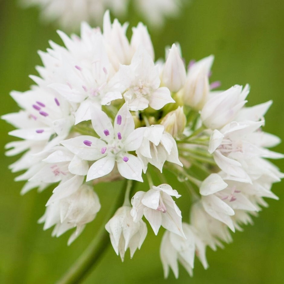 アリウム グレイスフルビューティー 5球 球根 宿根草 山野草拍卖