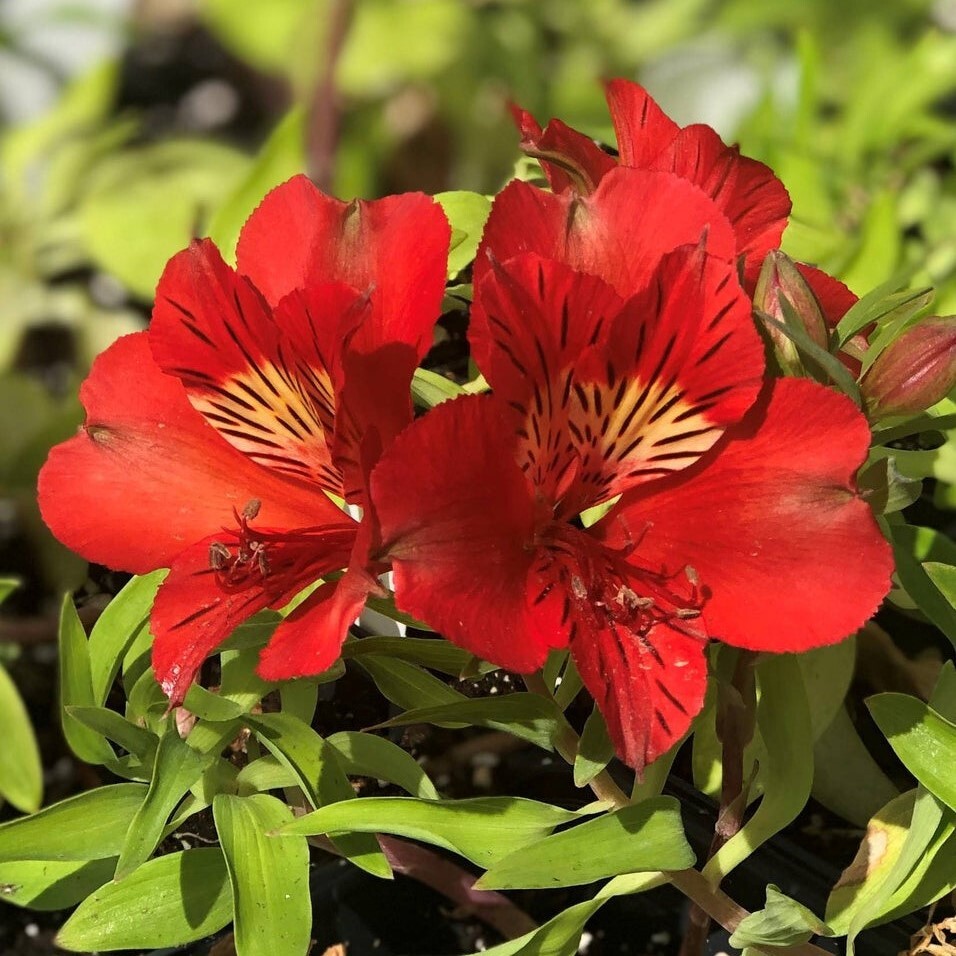 【鮮明】 アルストロメリア レッドスター 宿根草 山野草拍卖