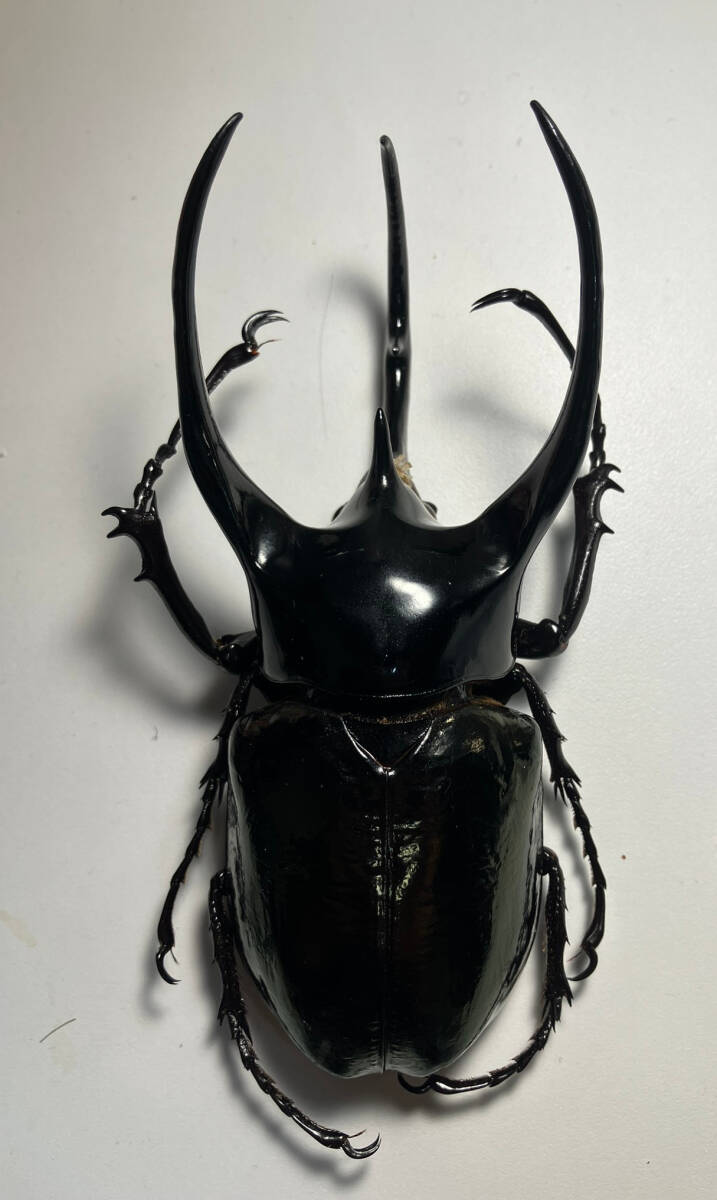 124mm コーカサスオオカブト WD 大型 標本 キロンオオカブト スマトラ マレー タイリク ジャワ拍卖