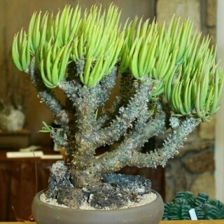 種10粒 チレコドン ワリチー 奇峰錦 多肉植物拍卖