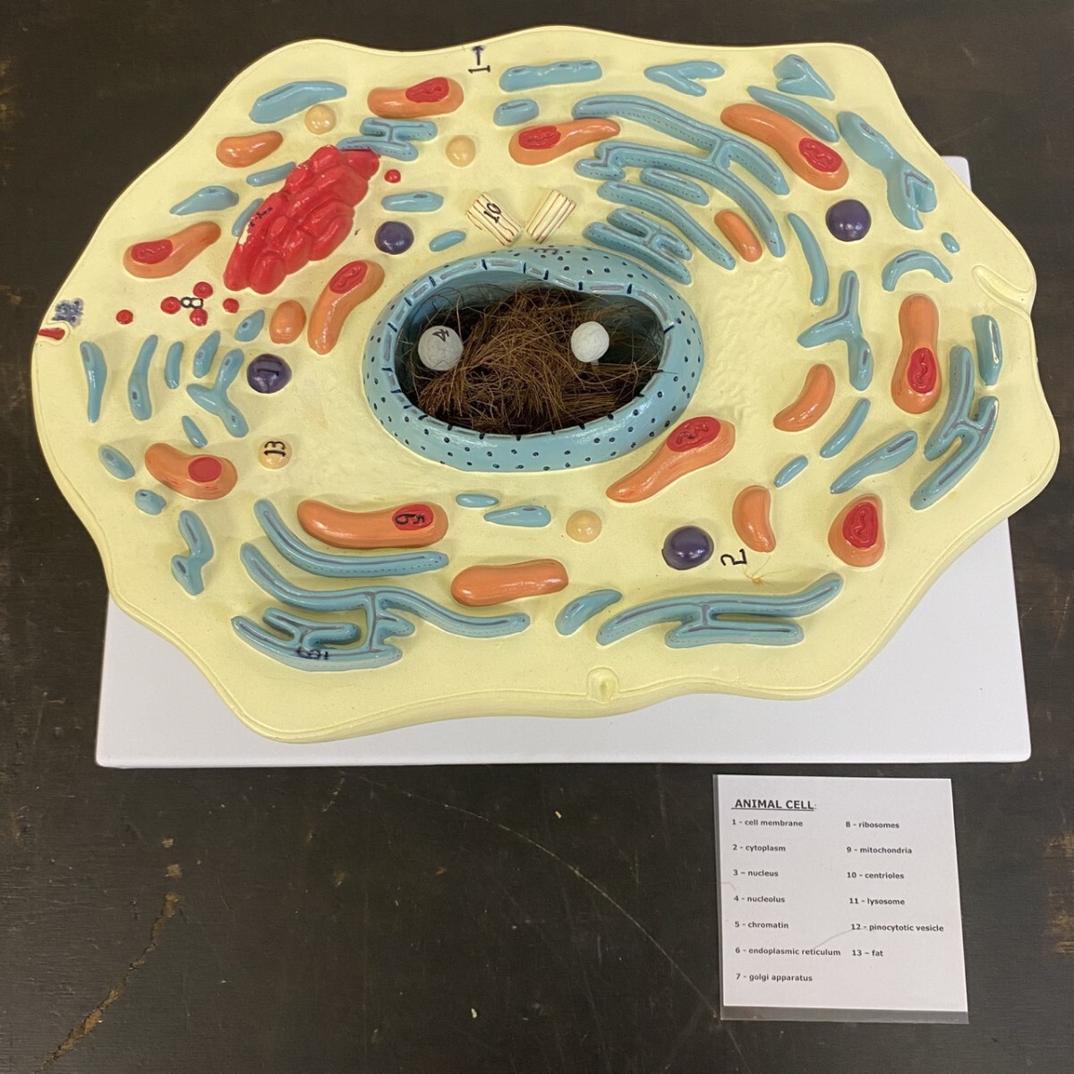 ZAPION 動物細胞モデル Animal Cell Model 生物学 教育標本 拡大 学習教材 理科展示拍卖