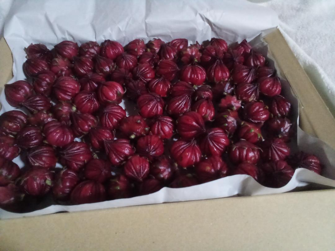 ローゼルの実 約500gねこポスの箱に入るだけ 愛知県産拍卖