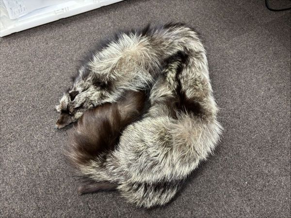 Y374-X13-486 フォックス ファー マフラー 毛皮 レディース 現状品①拍卖