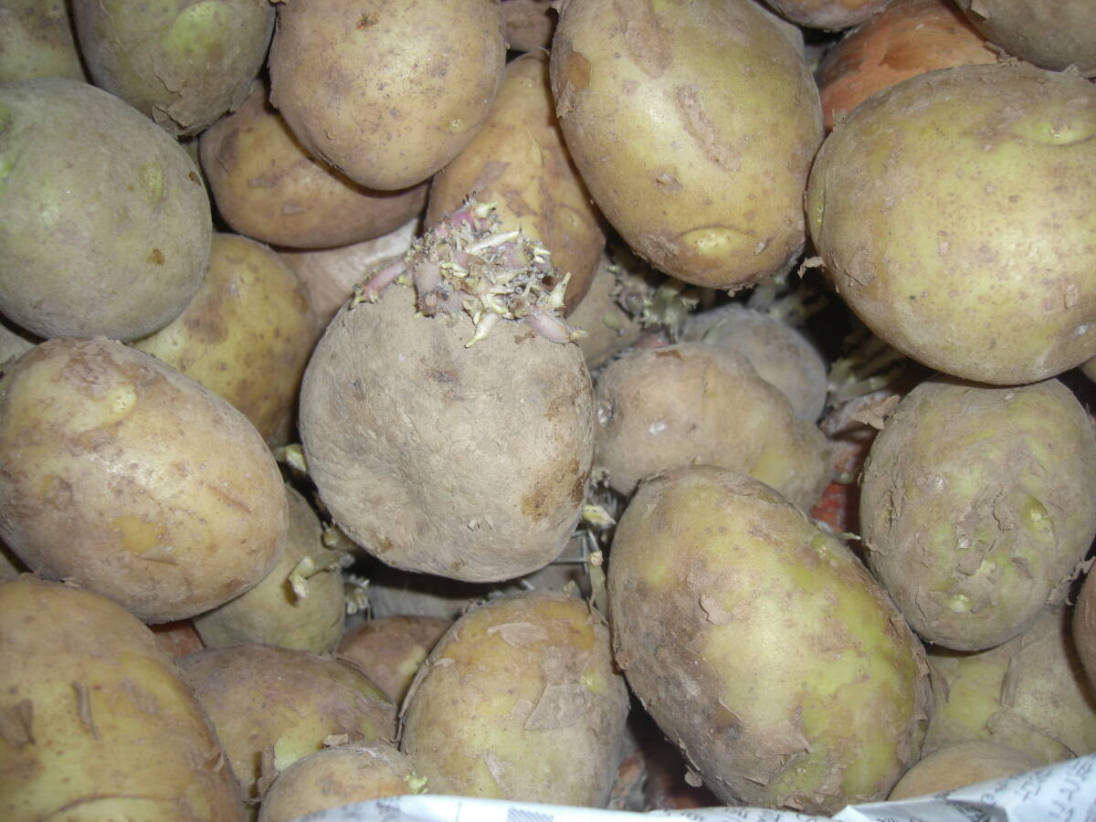 犬山産 無農薬種芋  じゃがいも 男爵系 種芋 2,7kg   拍卖