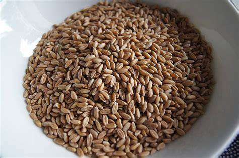 先祖伝来 ライ麦 種  60g  約56年つないでます 2025年産拍卖