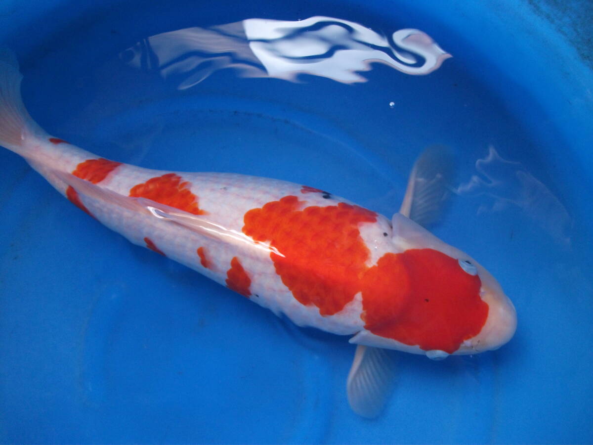 NO.2-2913【星野産】●大正三色56㎝●3才メス拍卖