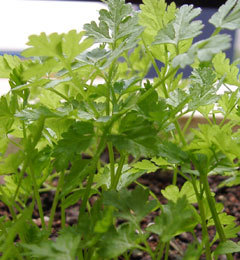 チャービル セルフィーユ 50粒拍卖