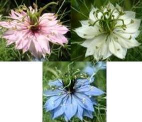 ドライフラワーに最適 ニゲラ ミックス 50粒 .拍卖