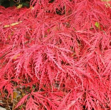 種子 盆栽の種 枝垂れもみじ ベニシダレ 紅枝垂れ 50粒拍卖