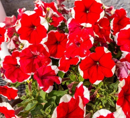 ペチュニア 赤×白 バイカラー 50粒拍卖