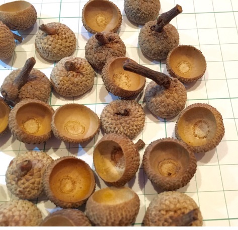 ■どんぐり【ナラカシワ】すごく大きな帽子 40個 ドングリ♪■拍卖