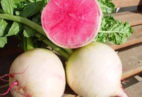 桃紅肉の丸ダイコン 紅心大根 40粒拍卖