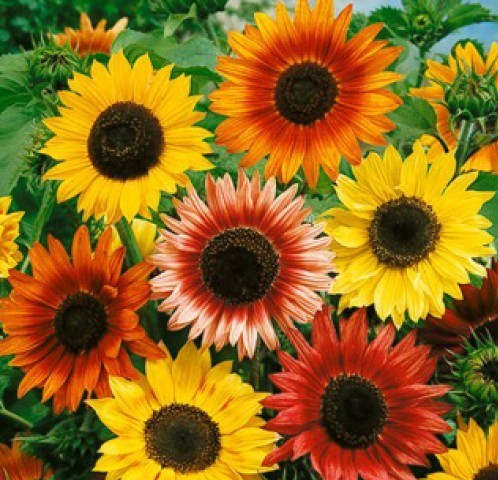 ひまわり バラエティ 8粒拍卖