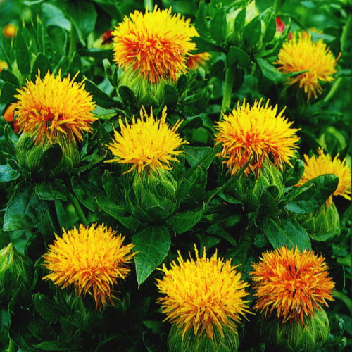 ドライフラワーに 紅花 5粒拍卖