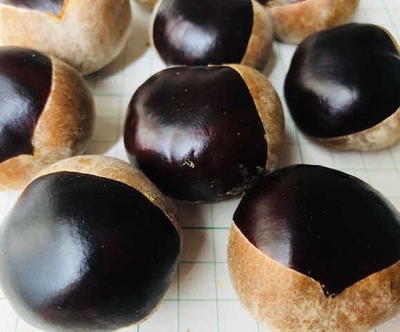 栃の実 4~4.5cm 40個拍卖