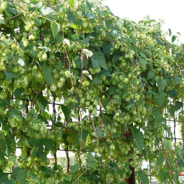 グリーンカーテンそれともビール ホップ 10粒拍卖