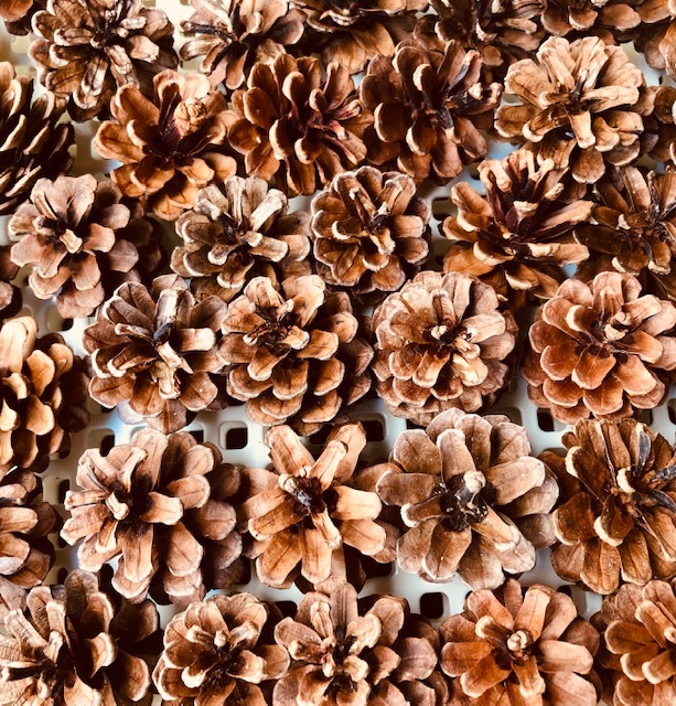 ■手摘み 松ぼっくり 4㎝前後 40個拍卖