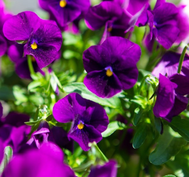 ビオラ バイオレット 30粒拍卖