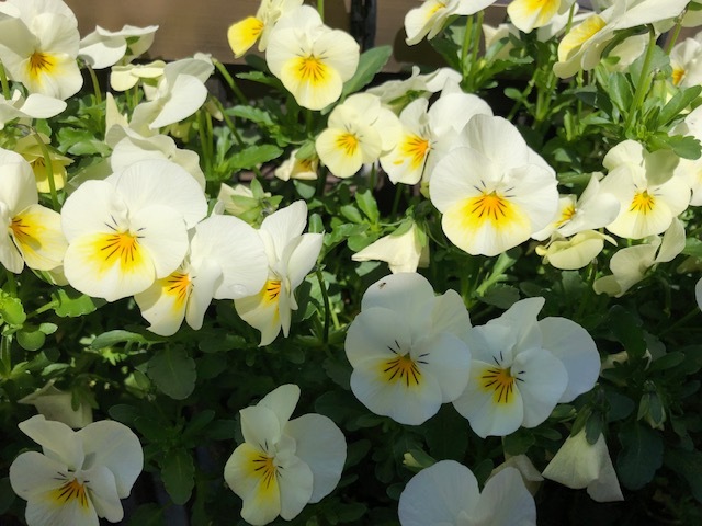 ビオラ クリームイエローリップ 30粒拍卖